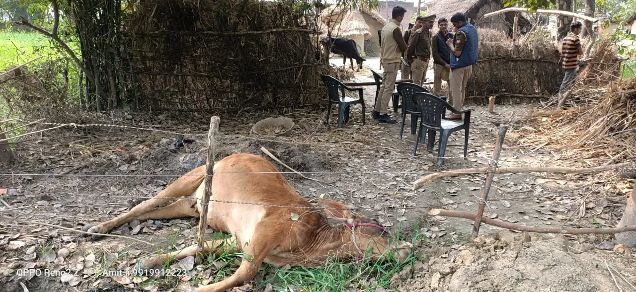 खेत में करेन्ट दौड़ाकर दो गौवंशो की हत्या को दिया अंजाम
