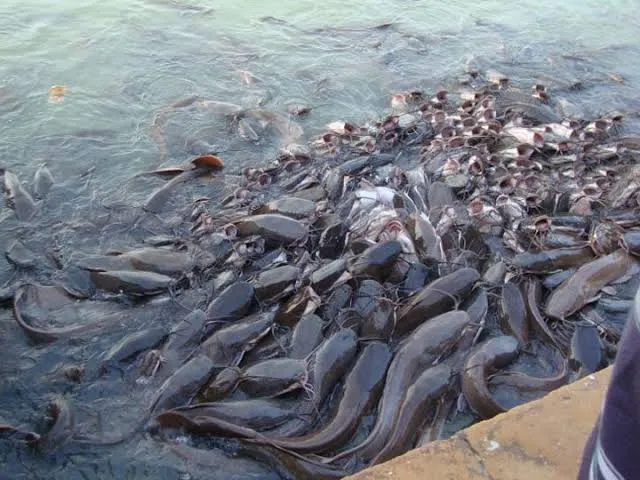 सीतापुर अटरिया बाजारों में बिक रही अवैध मांगुर मछली धृतराष्ट्र बना मत्स्य विभाग