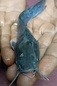 सीतापुर अटरिया बाजारों में बिक रही अवैध मांगुर मछली धृतराष्ट्र बना मत्स्य विभाग