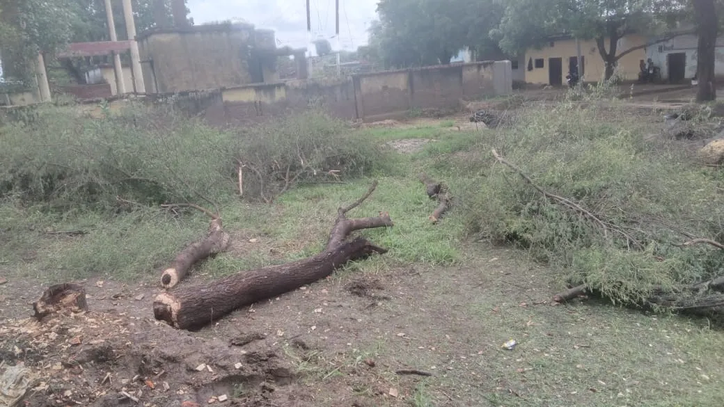 दबंगों ने ग्रामीणों के खलिहान में जबरन कब्जा कर छायादार वृक्षों को कटवाया