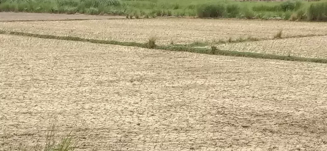 बारिश ना होने से किसानों की सूख रही फसलें सरजू नहर माइनर अव्यवस्थित किसानों को हो रही समस्या