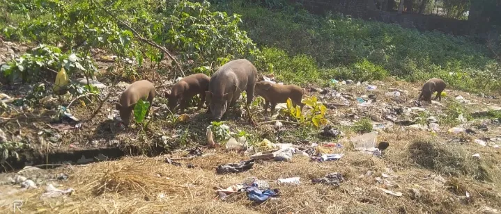 आबादी के बीच सुअरबाडा़ संचालित, गांव में विचरण कर रहे सुअर