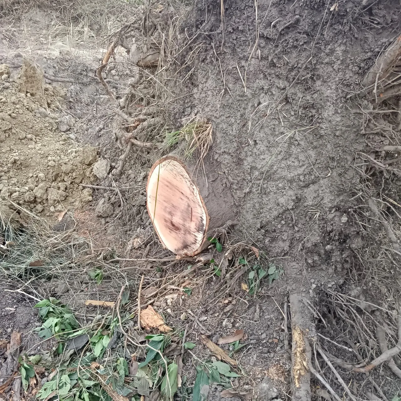 प्रतिबंधित हरे पेड़ काटने पर वन विभाग और पुलिस द्वारा की गई कार्यवाही