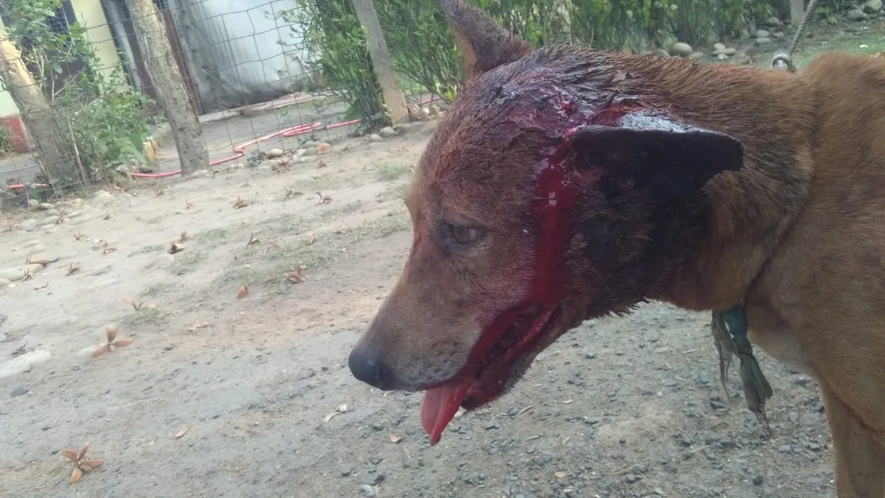 Bihar :  कुत्तों से लंगूर की आपसी गैंगवार में एक लंगूर की मौत दो कुत्ते बुरी तरह से जख्मी