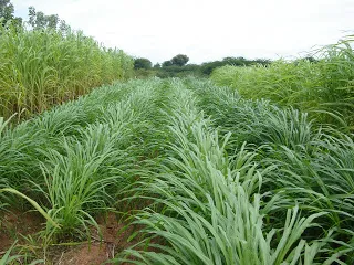 निराश्रित पशुओं के लिए चरागाहों की भूमि पर लगाई जाएगी नेपियर घास 