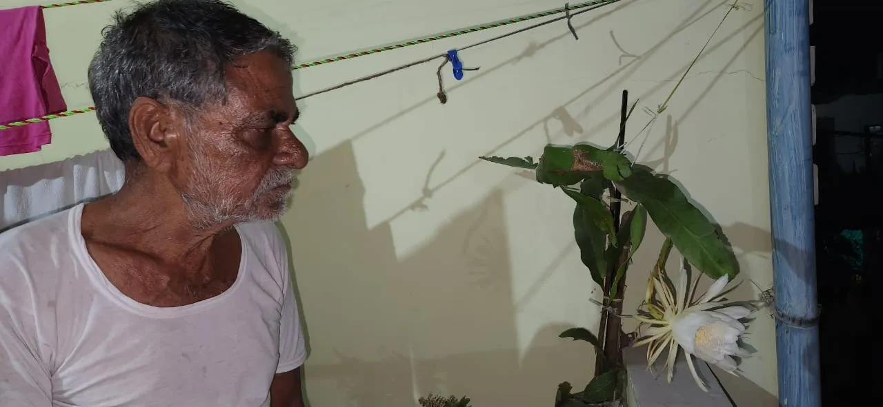 ब्रह्म कमल