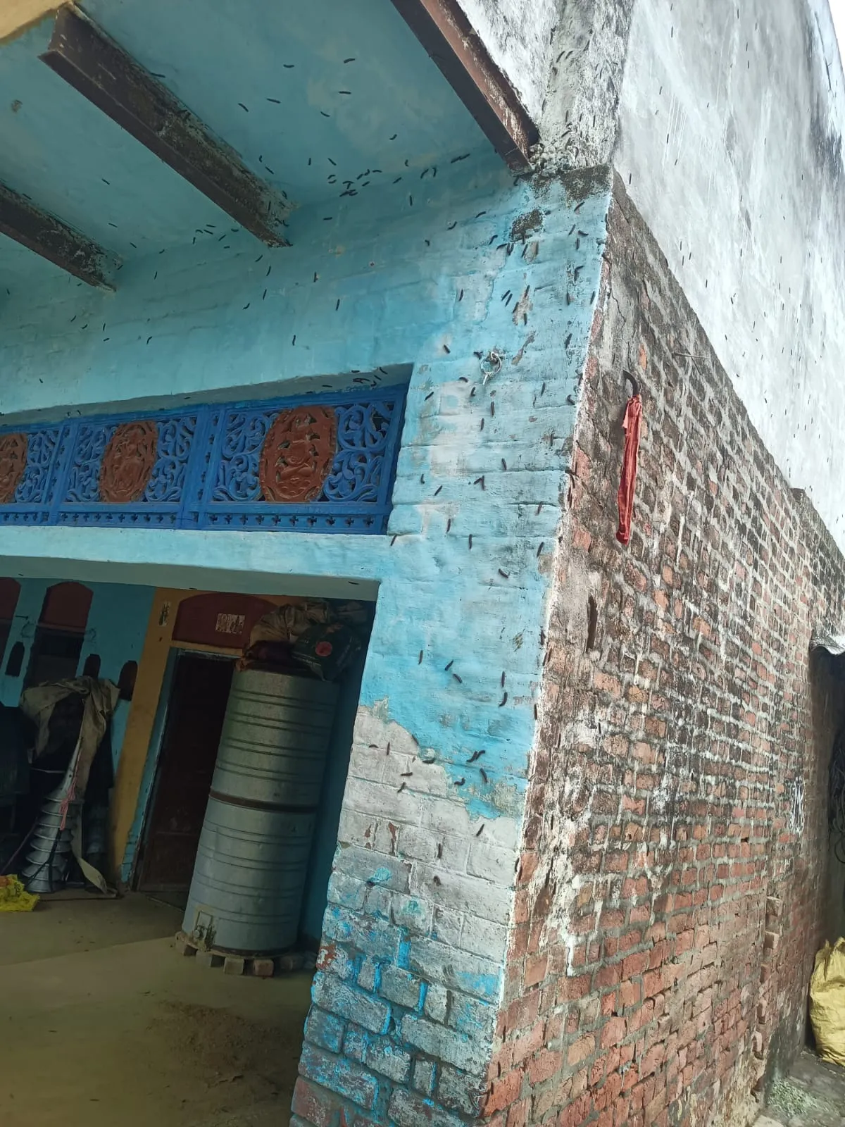 घर-घर रेंग रहे गिजाई ने छीना चैन, लोग परेशान