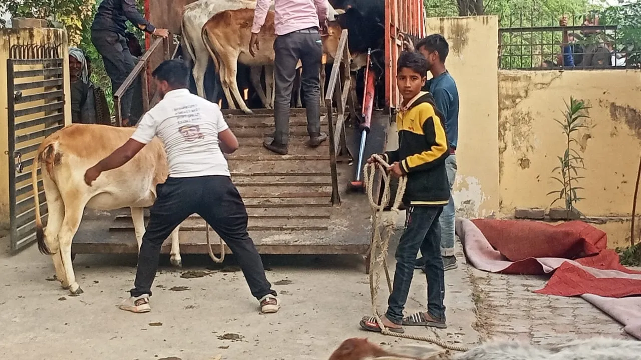 बीडीओ ने छुट्टा गौवंशो को पकड़ने का दिया निर्देश तो पंचायत सचिव ने दिखाई मुस्तैदी
