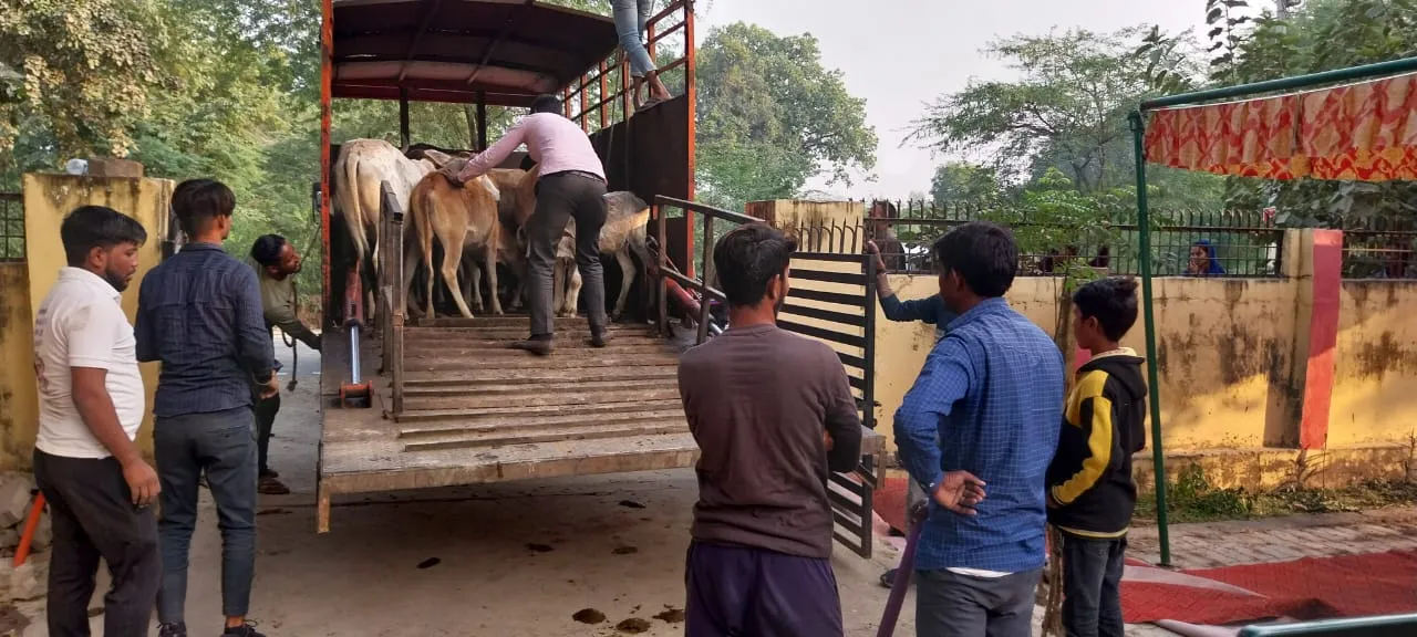 बीडीओ ने छुट्टा गौवंशो को पकड़ने का दिया निर्देश तो पंचायत सचिव ने दिखाई मुस्तैदी
