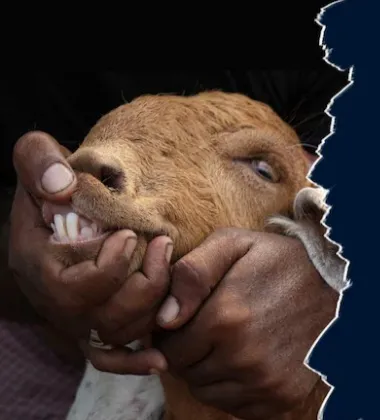 कभी अपने भी दांत गिनकर देखे इंसान