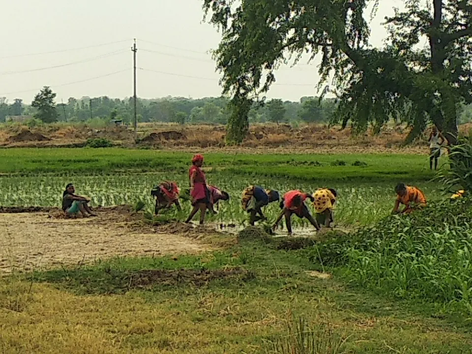 अयोध्या में 15 दिन बाद हुई 15.4 मिमी बारिश, फसलों को मिली संजीवनी