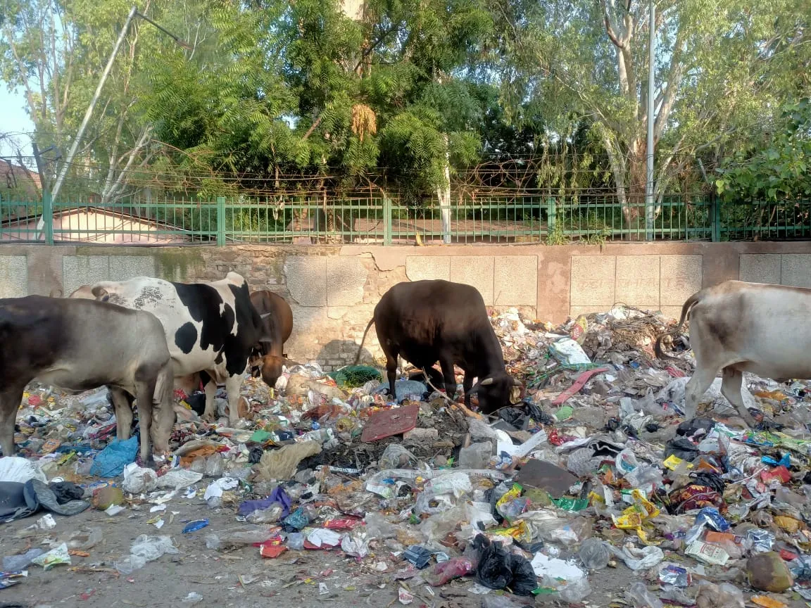 रोहिणी सैक्टर-4-5 में आवारा गायों का आतंक, अवैध डेयरियां आबाद