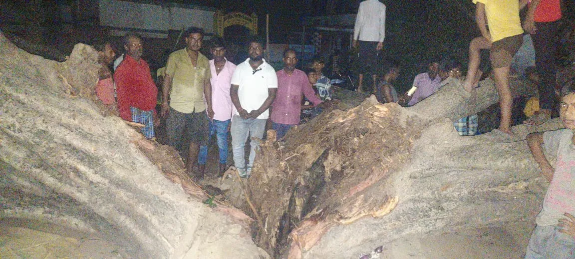 बाजार में गिरा पाकड़ का पेड़, कई घायल