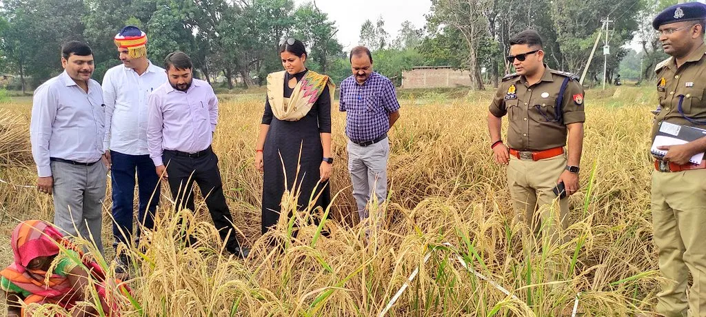 जनपद में धान की फसल का उत्पादन जानने को लेकर डीएम ने कराई क्राप कटिंग