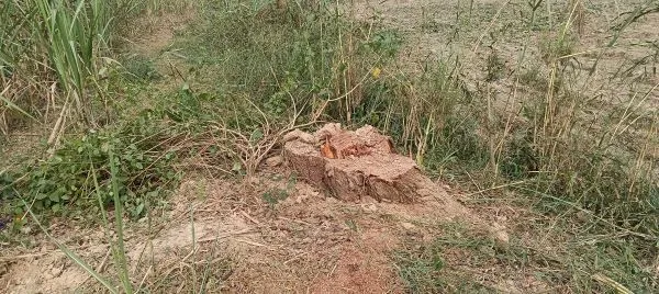 वन विभाग की मिली भगत से कट रहे हैं बेखौफ प्रतिबंधित पेड़ 