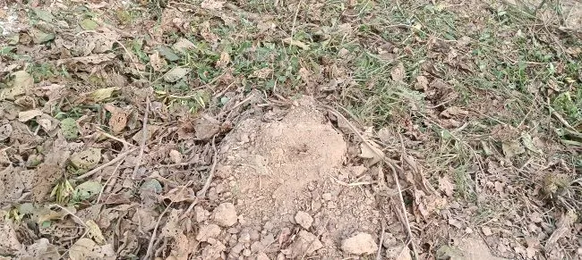 वन विभाग की मिली भगत से कट रहे हैं बेखौफ प्रतिबंधित पेड़