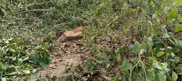 वन विभाग की मिली भगत से कट रहे हैं बेखौफ प्रतिबंधित पेड़