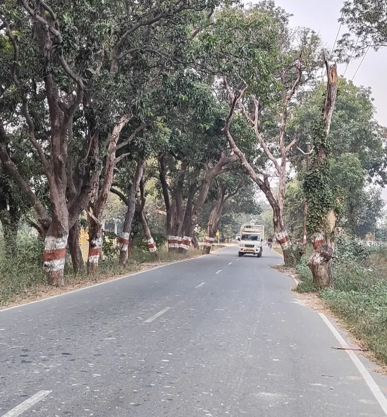 सड़क की जद में हैं पेड़, कभी भी हो सकती है बड़ी घटना