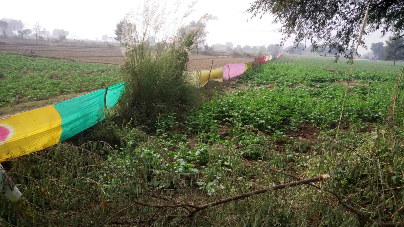 ’यह प्रकृति का चुनरी मनोरथ नहीं है, फसल बचाने का टोटका है’