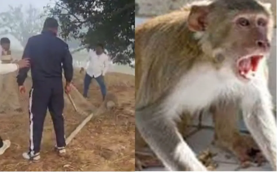 हरपुर बुदहट में बंदर का आतंक खत्म, युवाओं ने पकड़ा खूंखार बंदर