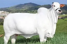 गिनीज बुक में नाम दर्ज हुआ भारतीय गाय का 40 करोड़ रुपये में बिकी,  ब्राजील में तोड़े दुनिया के सारे रिकॉर्ड