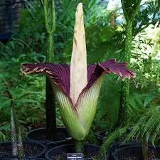 सड़े हुए शव की दुर्गंध वाला फूल तीसरी बार खिला आस्ट्रेलिया में