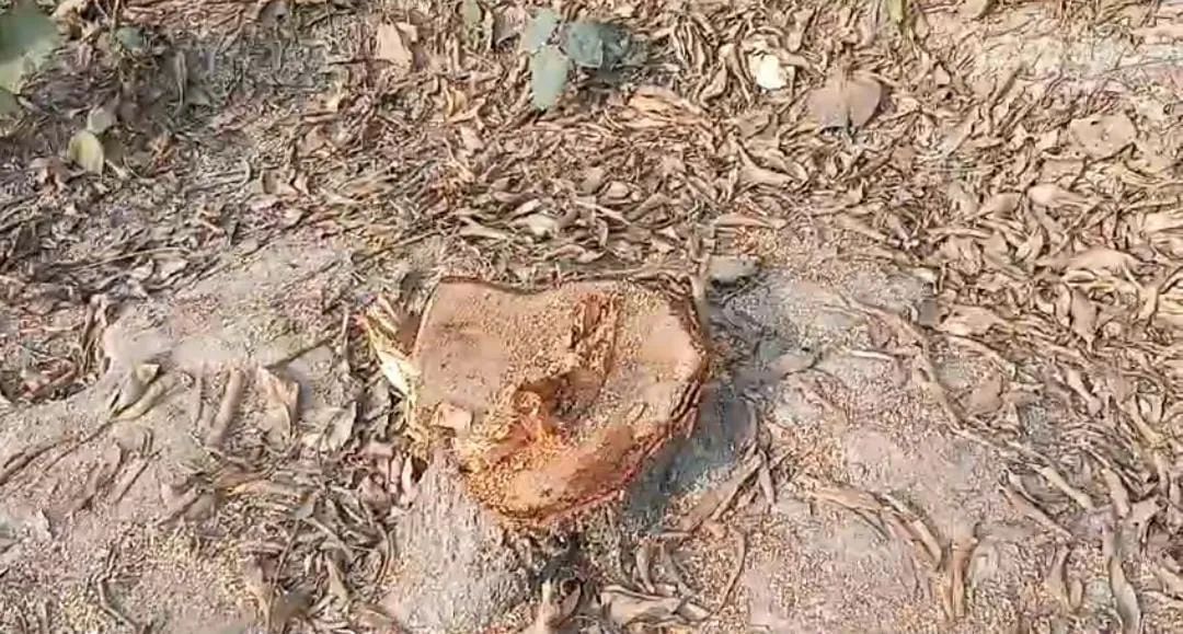 वन रेंज बेलरायां की मिलीभगत से हो हरा हरे वृक्षों का सफाया 