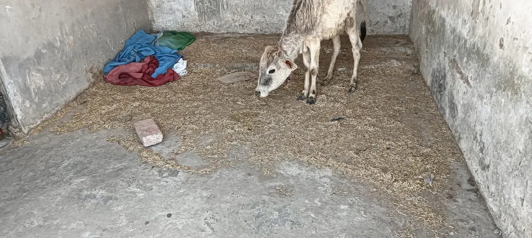 जनपद की गौशालाओं का है बुरा हाल