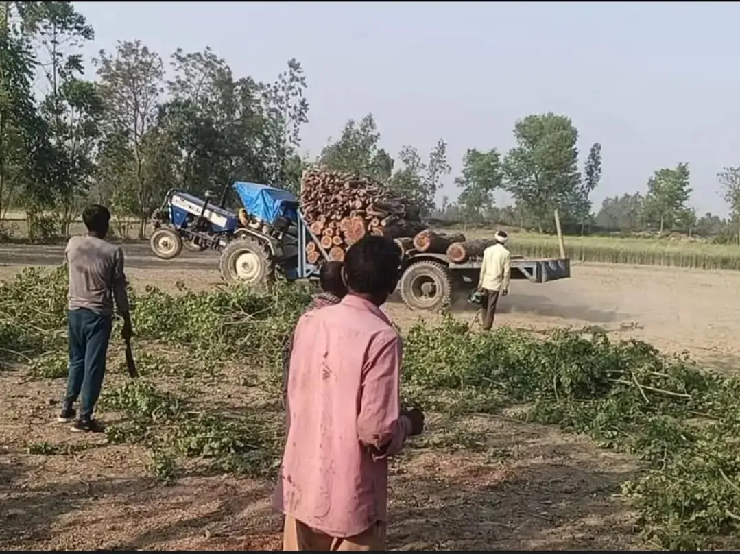 लहरपुर में वन विभाग का एक्शन बिना परमिट काटे गए दो शीशम के पेड़, ट्रैक्टर ट्राली समेत लकड़ी भी हुई जब्त 