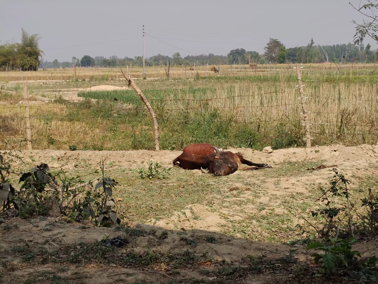 तीन दिन से मृत पड़ा गोवंश संचारी रोग फैलने का खतरा, जिम्मेदार बेखबर