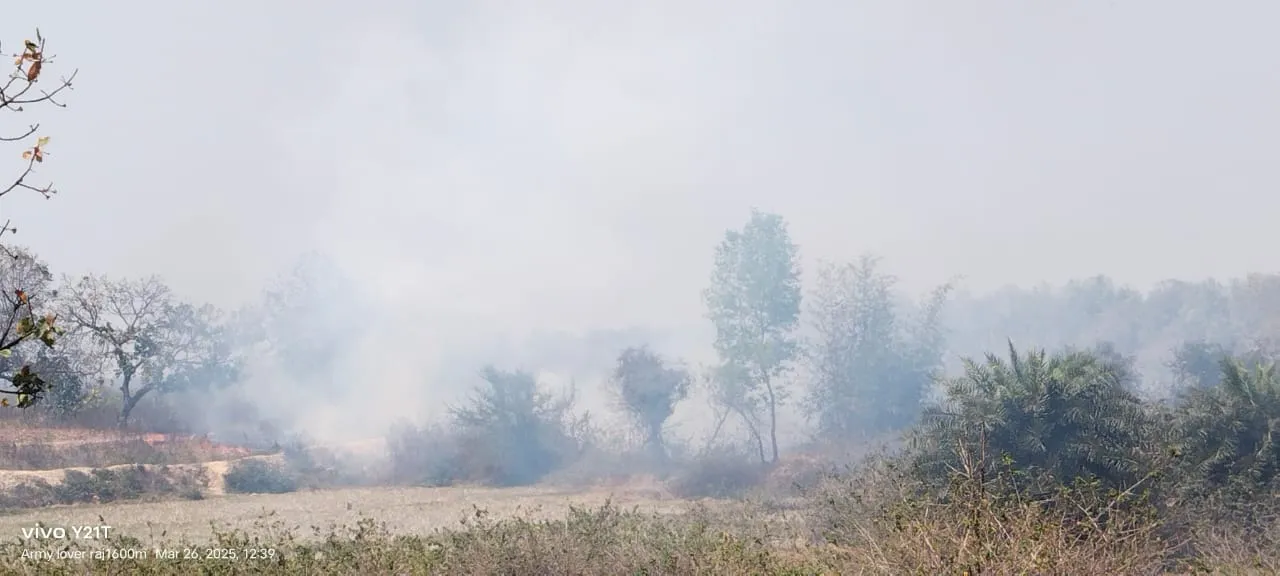 दैहर के जंगल में लगी आग, वन विभाग द्वारा लगाए गए कई पेड़ जले