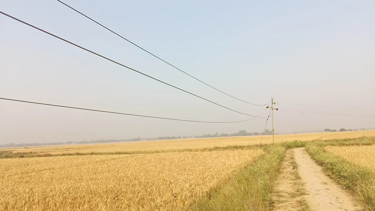 खजनी में लटकते हाई-टेंशन तार से बड़ा खतरा, किसानों की फसल पर मंडरा रहा आग का साया