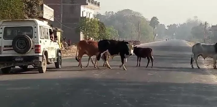 सड़कों पर आवारा पशु, बढ़ रहीं दुर्घटनाएं, प्रशासन मौन