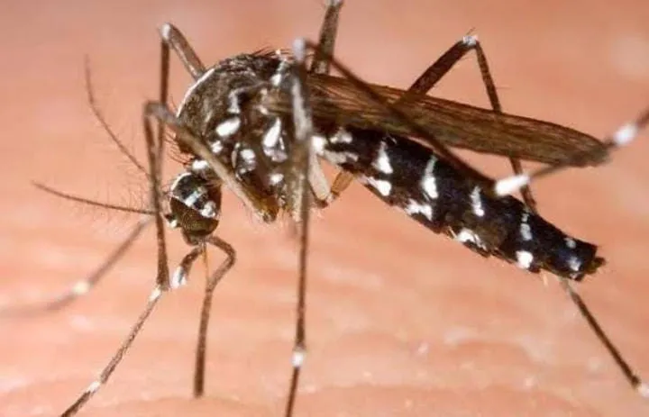 मच्छरों का आतंक: स्वास्थ्य विभाग की उदासीनता से बीमार पड़ रहे लोग