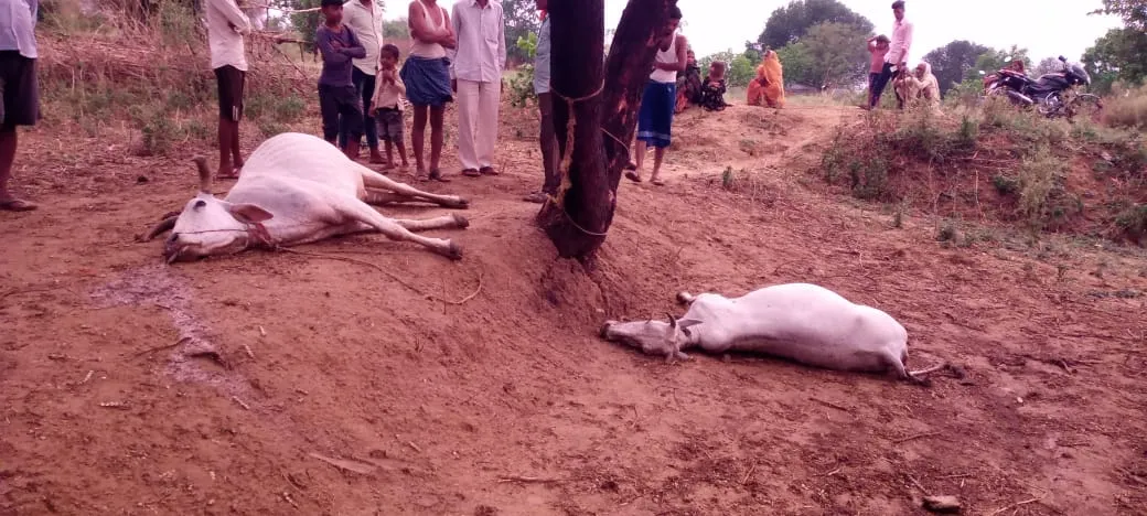 कोन थाना के अंतर्गत बहुआरा गांव में हुई वज्रपात से एक बैल और एक गाय की मौत, पशु पालकों में हड़कंप