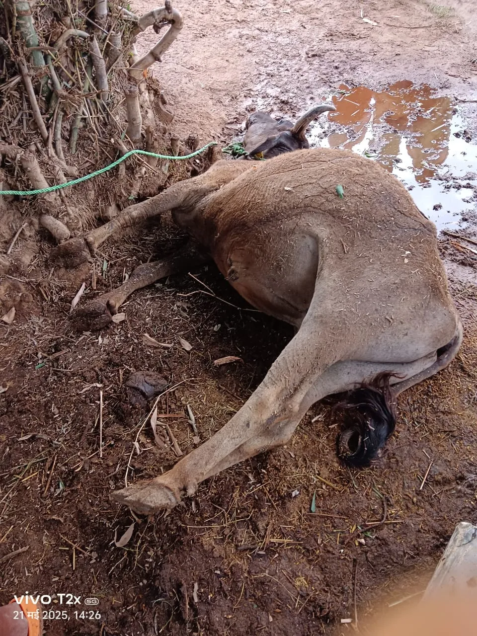 कोन में बज्रपात  से पशु की मौत , पशु पालकों में हड़कंप
