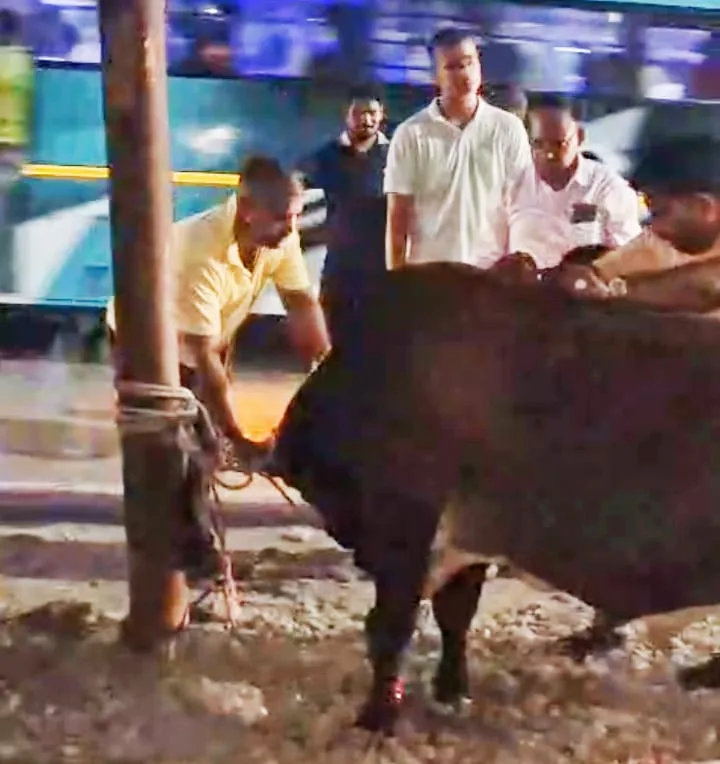 रेणुकूट में मानवता की मिसाल डब्लू सिंह ने बचाई घायल नंदी बाबा की जान