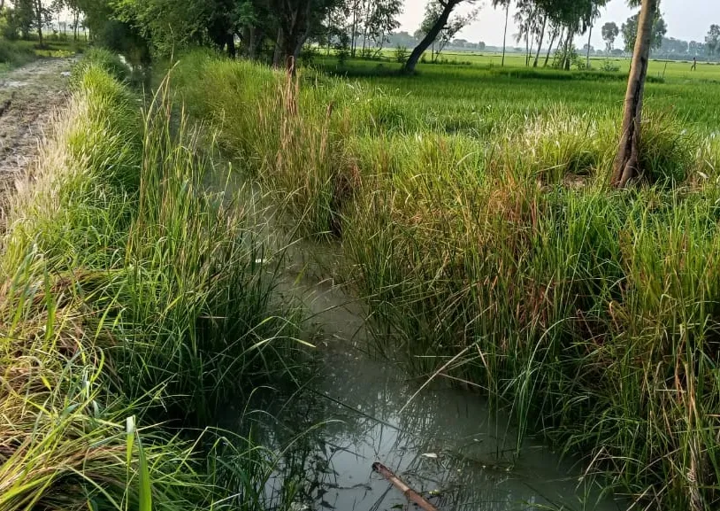 अल्पिका की सफाई न होने से टेल तक नहीं पहुंच रहा पानी किसान परेशान 