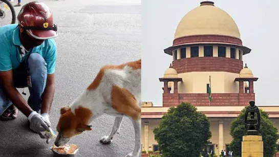 आम आदमी पर फिलहाल आवारा कुत्तों का खतरा बना रहेगा 