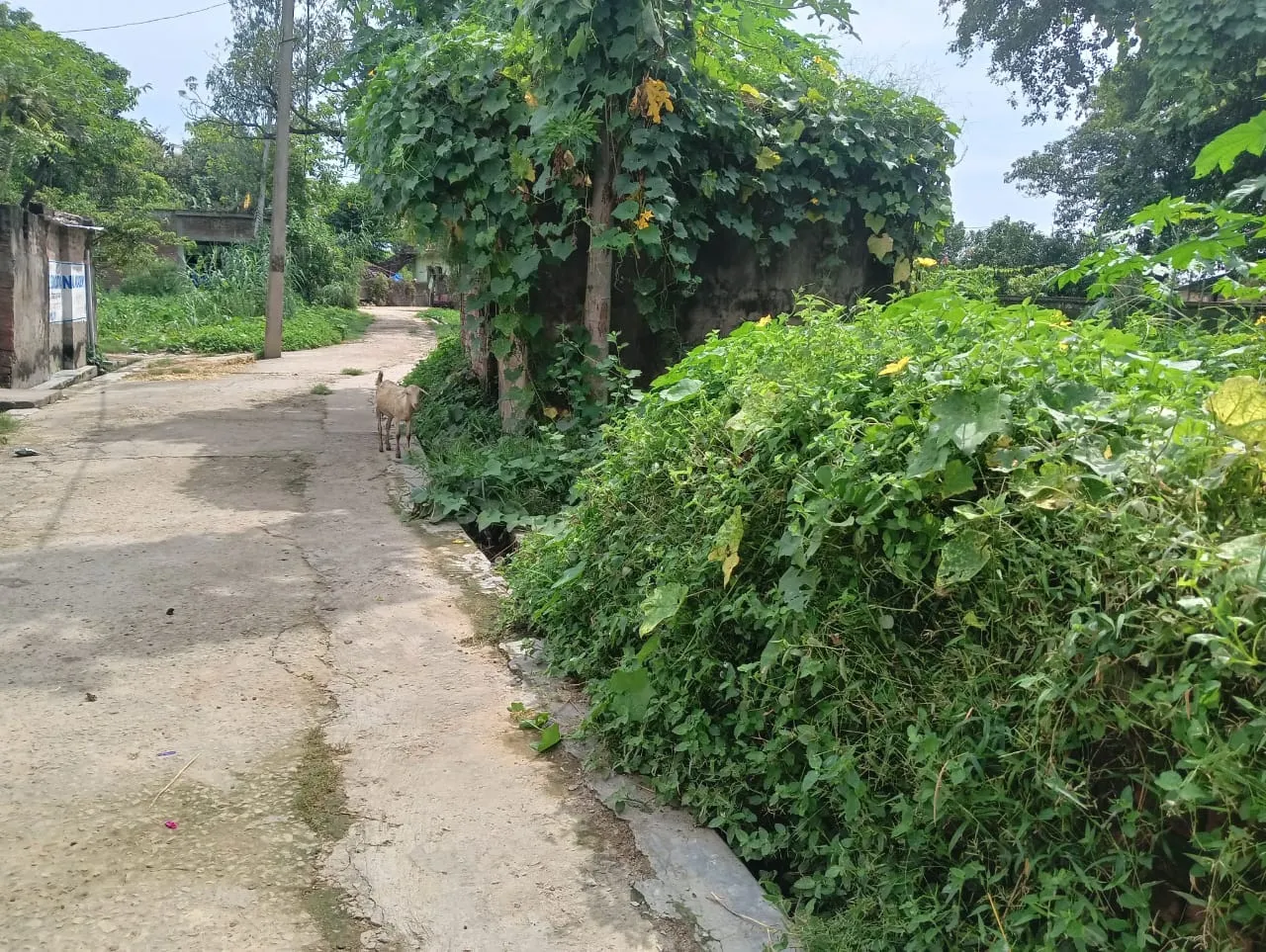 गांवों में सफाई व्यवस्था बदहाल, विभाग मौन