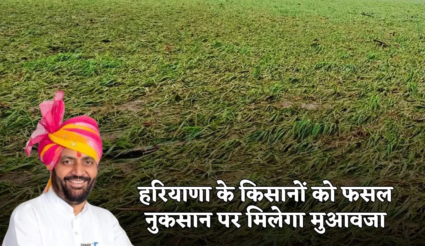Haryana: हरियाणा के किसानों को फसल नुकसान पर मिलेगा मुआवजा, यहां करें आवेदन