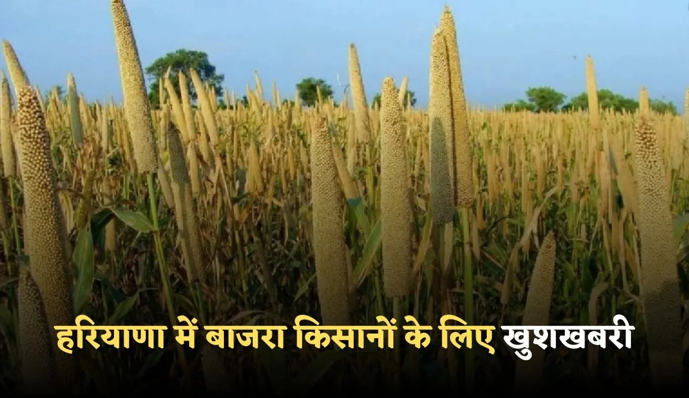 Haryana: हरियाणा में बाजरा किसानों के लिए खुशखबरी! सरकार ने किया ये ऐलान 