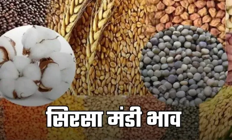 Sirsa Mandi: हरियाणा की सिरसा मंडी में इस रेट पर बिक रही फसलें, यहां देखें