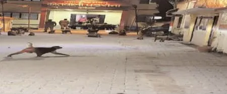 पडरौना कोतवाली में गोलबंद ललुआ बंदरो के आमद से दफ्तर छोड़ भागे पुलिस कर्मी 