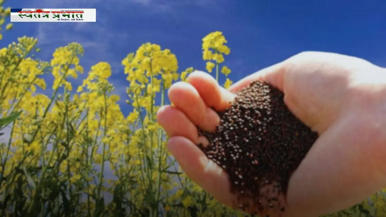 Mustard Seeds: काली या पीली सरसों में क्या अंतर है ? किसान भाई जानें कौन सा है ज्यादा फायदेमंद