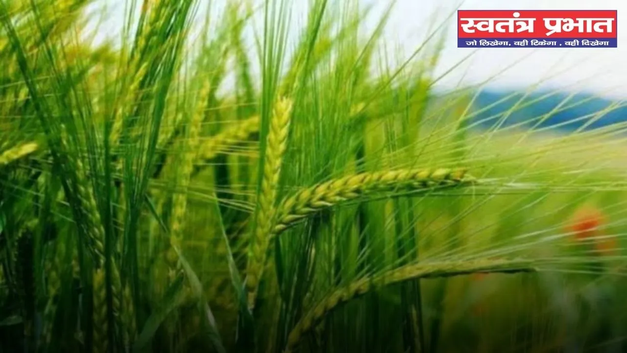 Farming: गेहूं की ये किस्म दे रही है लाखों का मुनाफा, किसानों को मिल रहा बंपर उत्पादन 