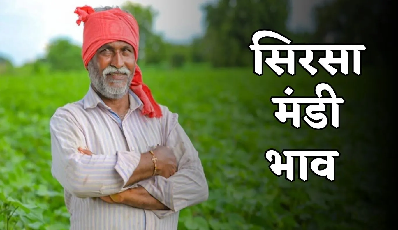 Sirsa Mandi Bhav: हरियाणा की सिरसा मंडी में फसलों के ताजा भाव हुए जारी, यहां देखें	