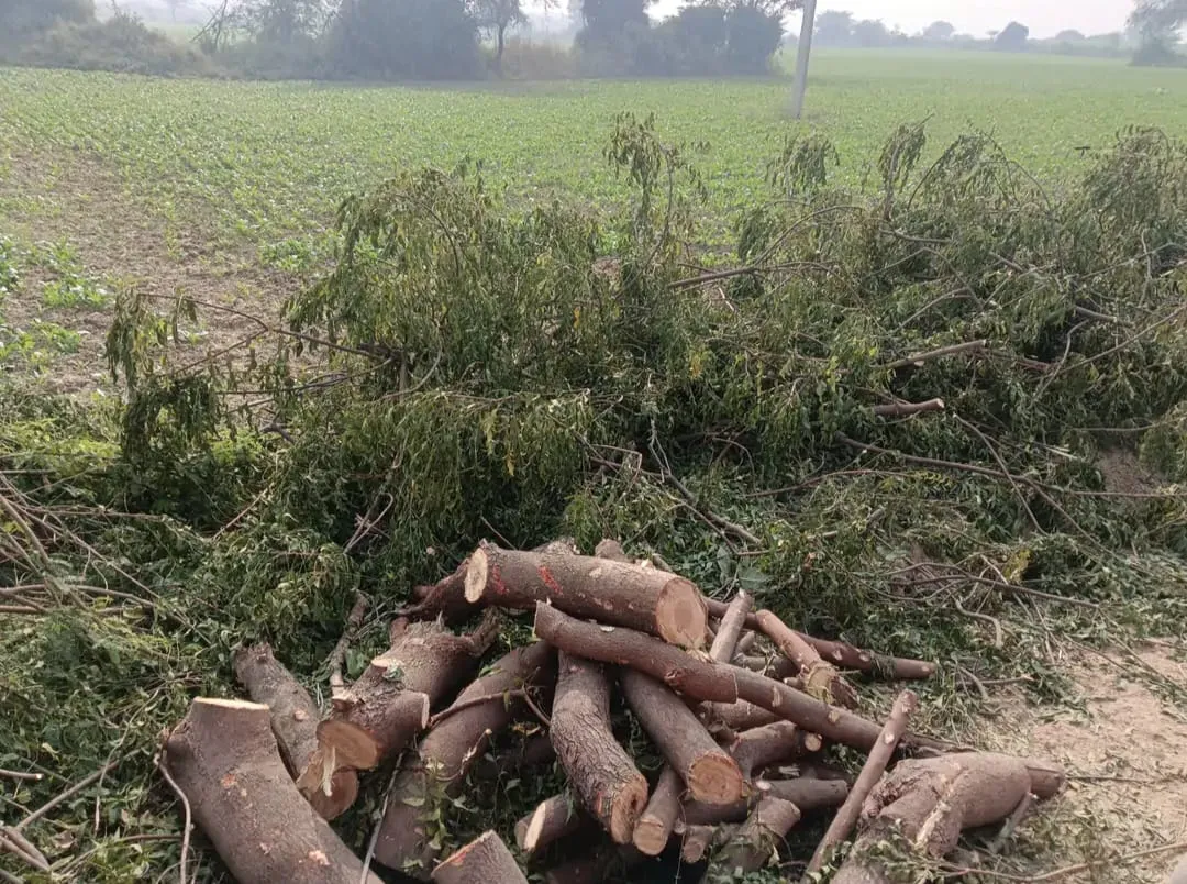 लकड़ी माफिया फिर सक्रिय, हरे नीम के पेड़ों की कटाई से ग्रामीण चिंतित