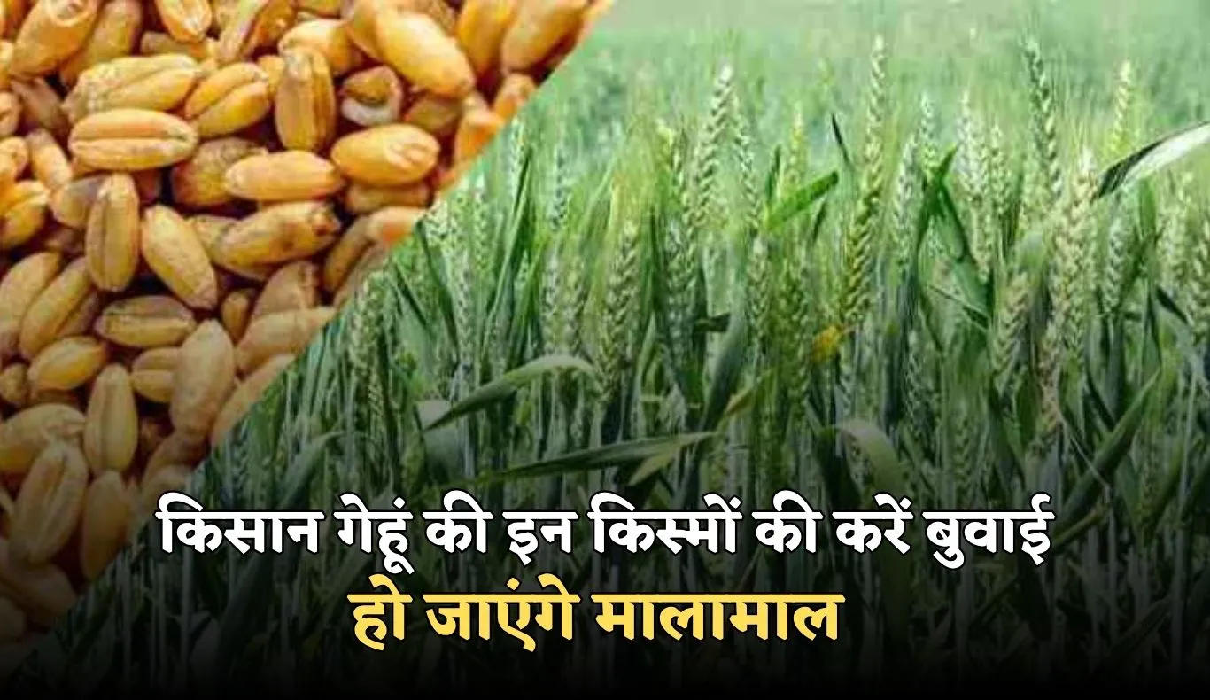Gehun Ki Kheti: किसान गेहूं की इन किस्मों की करें बुवाई, हो जाएंगे मालामाल 