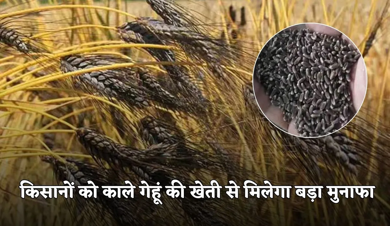 Black Wheat: किसानों को काले गेहूं की खेती से मिलेगा बड़ा मुनाफा, जानें क्या है खासियत 